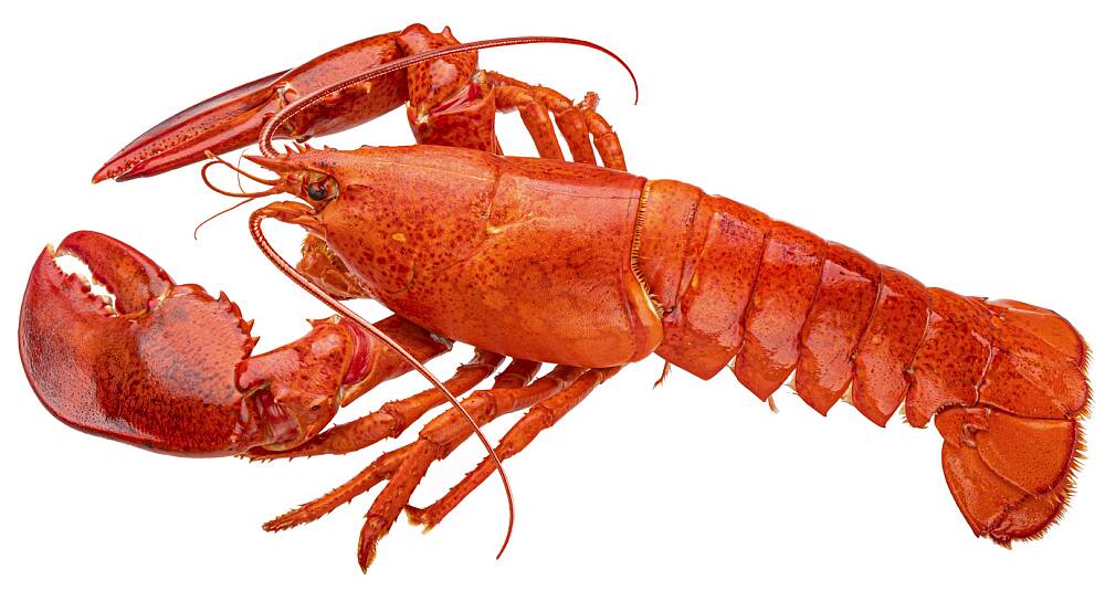 Kokt Færder Hummer