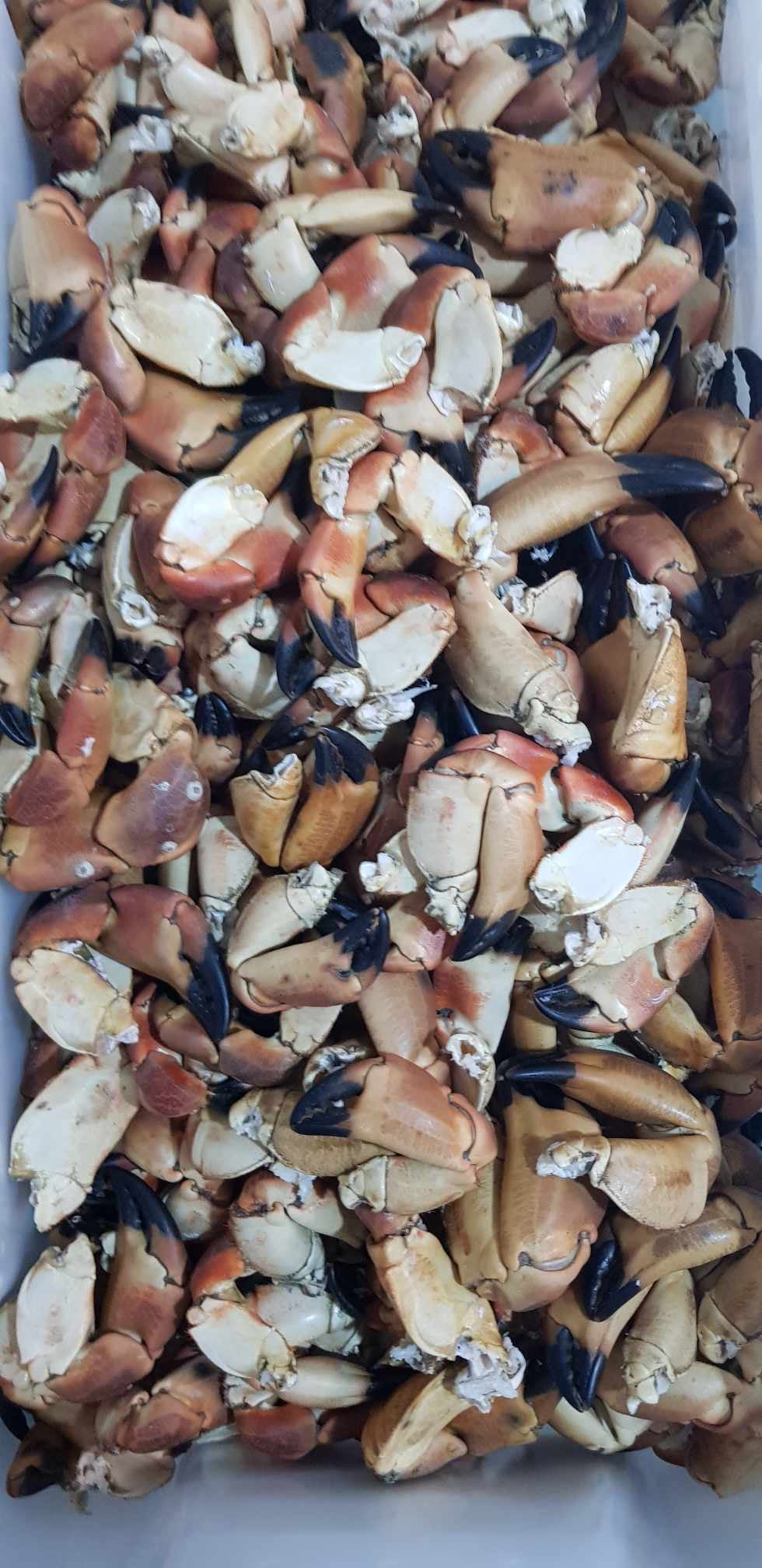 1 Kg - Krabbeklør