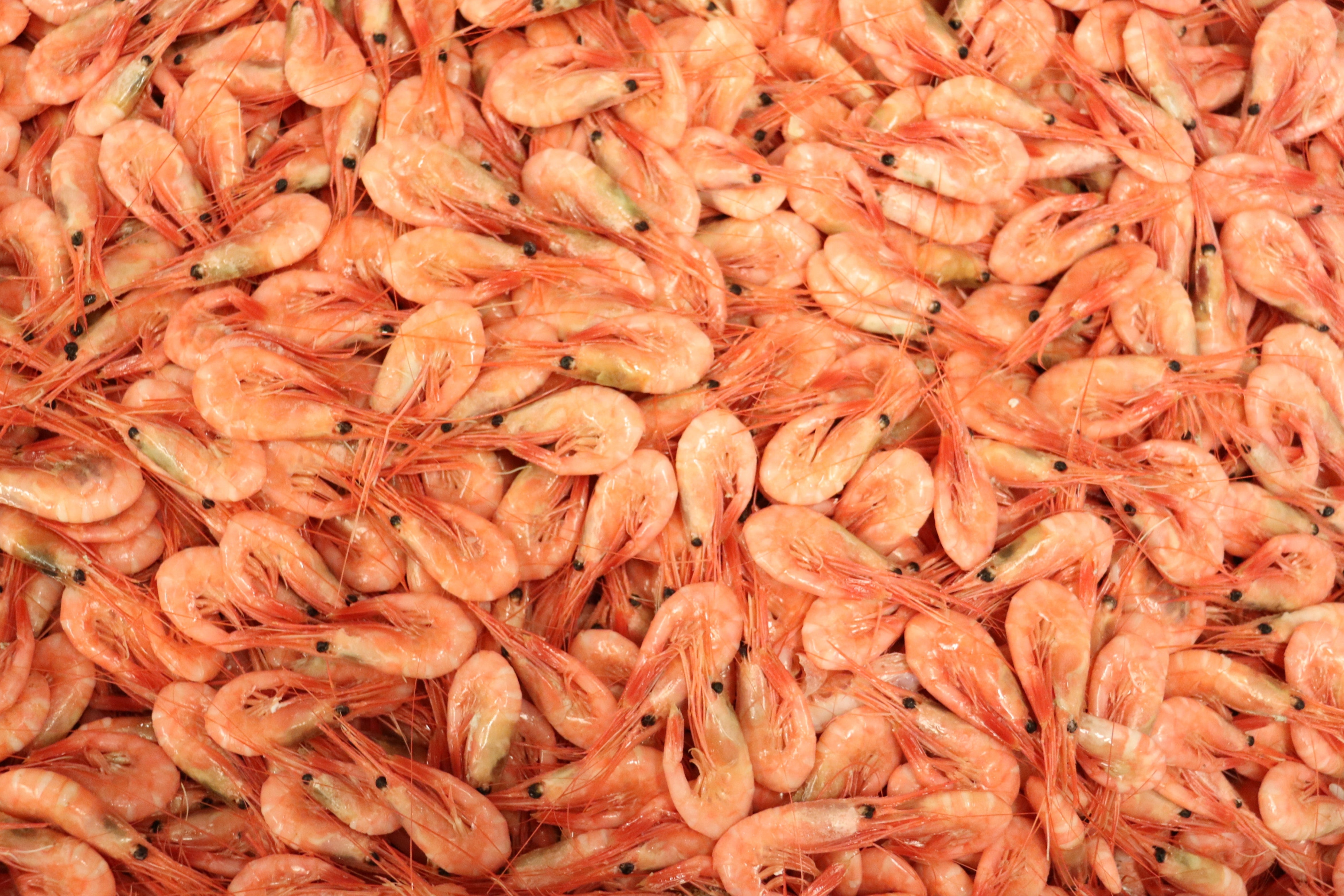 1 Kg F rder Medium Reker F rder Sj mat 1 Kg F rder Medium Reker F rder Sj mat