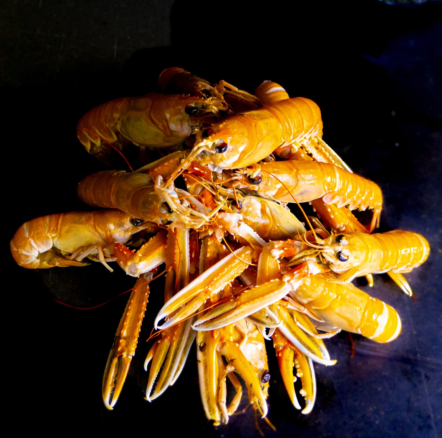 Levende Færder-Sjøkreps. 1kg