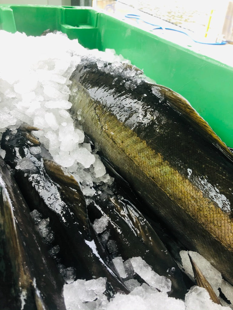 1 kg Lyr