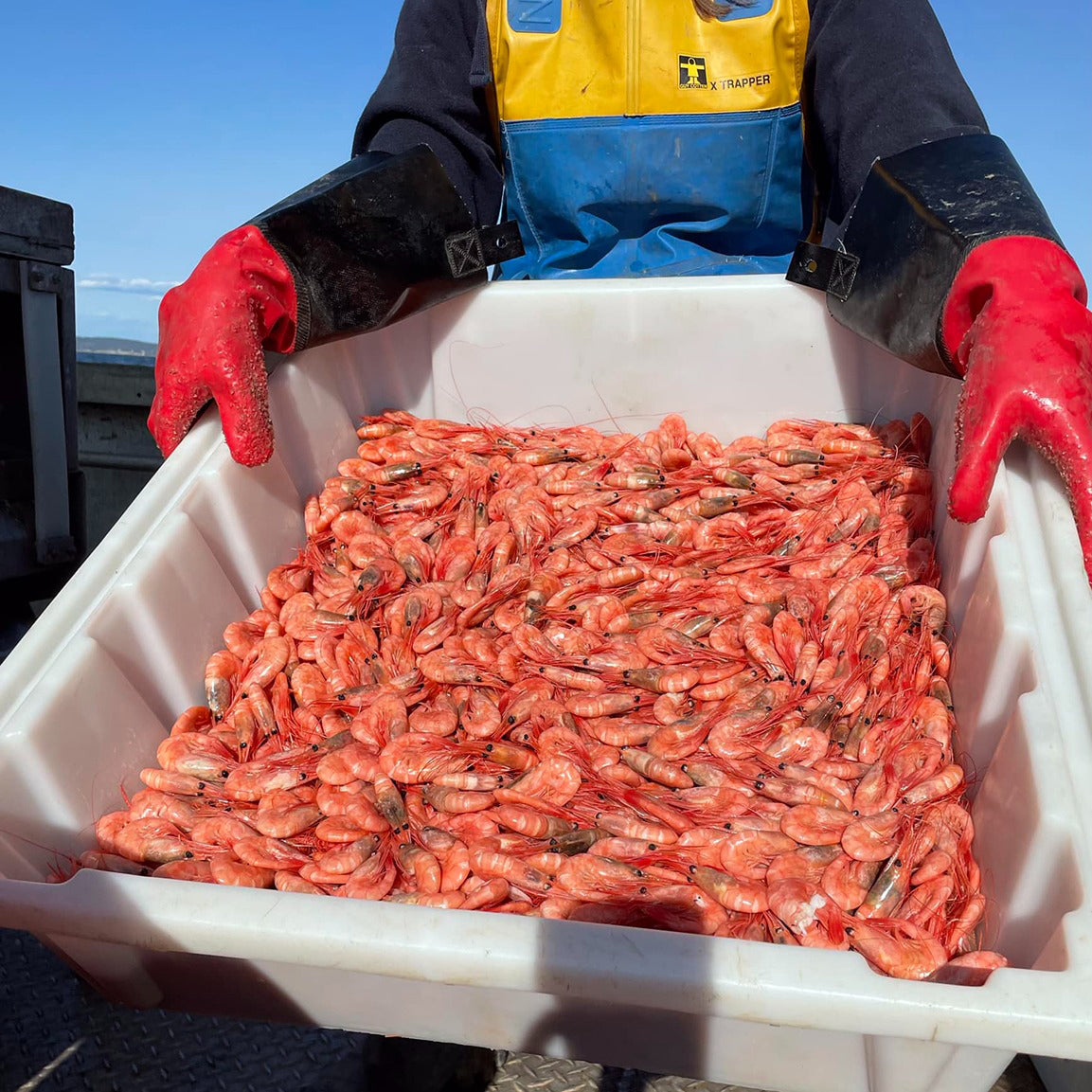 1 Kg - Reker – Færder Sjømat